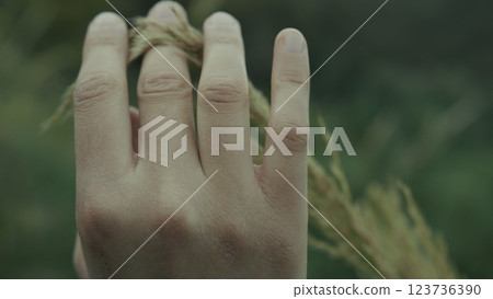 Delicacy Womans Hand Lovingly Touches An Ear Of Wheat In The Countryside 123736390