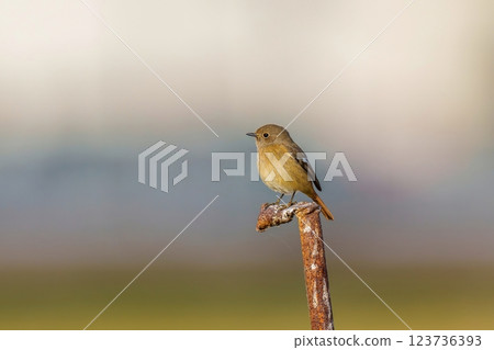 A female Daurian redstart relaxing on a pole 123736393