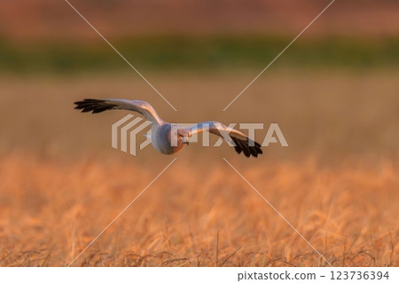 A male brown harrier flies leisurely in the morning sun against the backdrop of a barley field in winter. 123736394