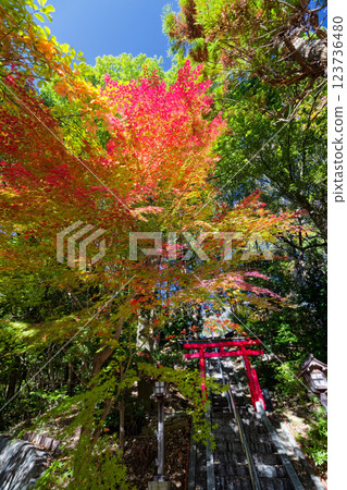 橫濱 港北新城橫濱 港北新城 都築中央公園的紅葉 都築中央公園的紅葉 橫濱 港北新城橫濱 港北新城 都築中央公園的紅葉 都築中央公園的紅葉 123736480