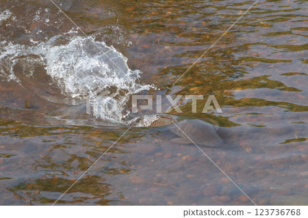 河裡遊的魚 河裡遊的魚 123736768