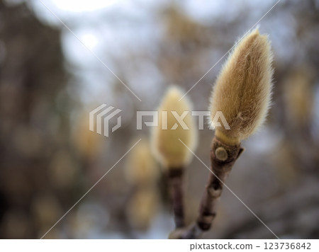 Flower buds of the white magnolia sprouting in the cold February Flower buds of the white magnolia sprouting in the cold February 123736842
