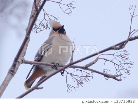 波希米亞太平鳥 波希米亞太平鳥 123736988