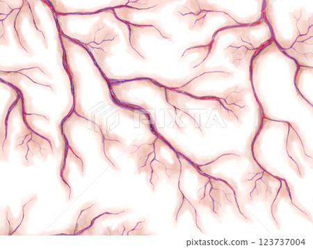 Blood vessels Capillaries Veins Blood vessels Capillaries Veins 123737004