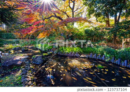 港北新城都築起民宅花園的紅葉 123737104