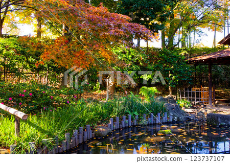 Autumn leaves at Tsuzuki Folk House Garden in Kohoku New Town Autumn leaves at Tsuzuki Folk House Garden in Kohoku New Town 123737107