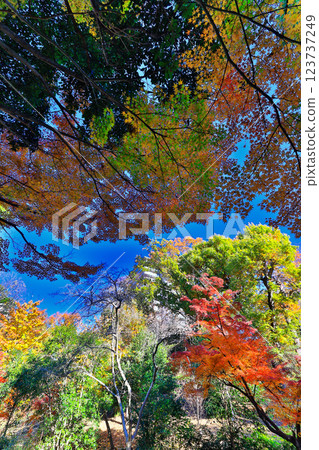 Autumn leaves at Kohoku New Town/Ohara Minemichi Park 123737249