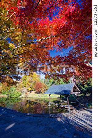 Autumn leaves at Kohoku New Town/Ohara Minemichi Park Autumn leaves at Kohoku New Town/Ohara Minemichi Park 123737252