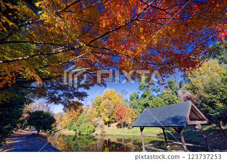 Autumn leaves at Kohoku New Town/Ohara Minemichi Park Autumn leaves at Kohoku New Town/Ohara Minemichi Park 123737253