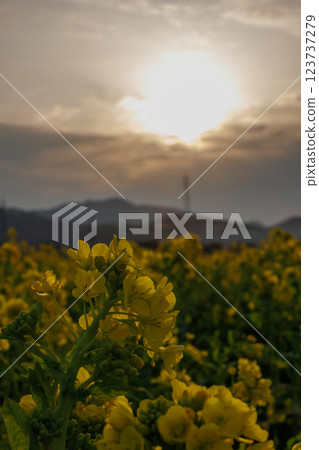沐浴在朝陽中的油菜花田 沐浴在朝陽中的油菜花田 123737279