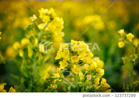 沐浴在朝陽中的油菜花田 沐浴在朝陽中的油菜花田 123737280