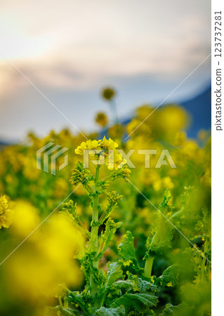 沐浴在朝陽中的油菜花田 沐浴在朝陽中的油菜花田 123737281