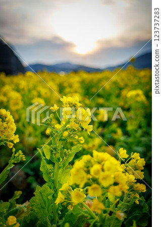 沐浴在朝陽中的油菜花田 沐浴在朝陽中的油菜花田 123737283