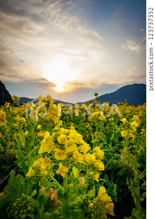 沐浴在朝陽中的油菜花田 沐浴在朝陽中的油菜花田 123737352