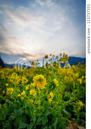 沐浴在朝陽中的油菜花田 沐浴在朝陽中的油菜花田 123737353