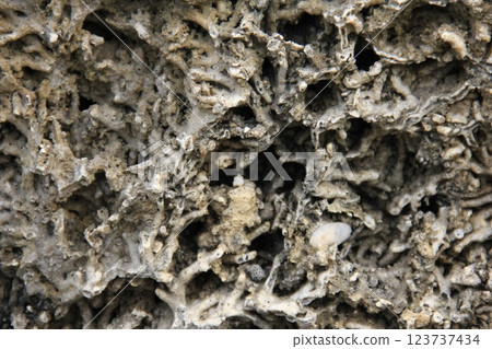 Beautiful white wood grain pattern 123737434