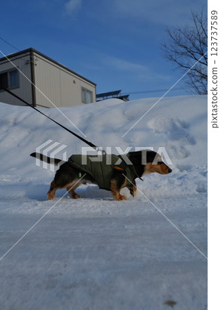 Miniature dachshund running in the snow field 123737589