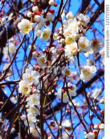 The arrival of early spring: White plum blossoms in full bloom, Fukaya City The arrival of early spring: White plum blossoms in full bloom, Fukaya City 123737903