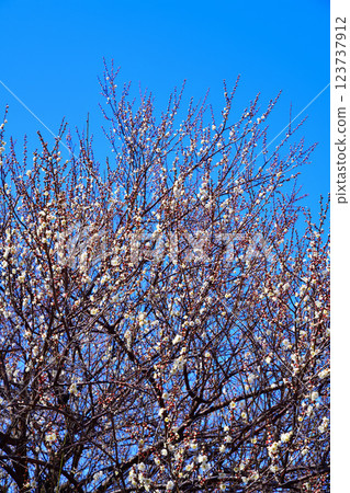 The arrival of early spring: White plum blossoms in full bloom, Fukaya City The arrival of early spring: White plum blossoms in full bloom, Fukaya City 123737912
