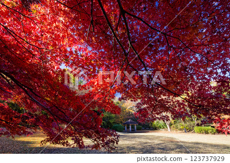 Autumn leaves at Chigasaki Park in Kohoku New Town Autumn leaves at Chigasaki Park in Kohoku New Town 123737929
