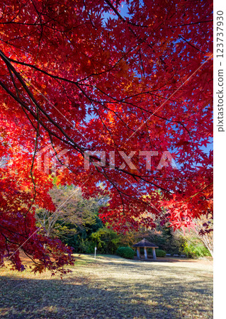 Autumn leaves at Chigasaki Park in Kohoku New Town Autumn leaves at Chigasaki Park in Kohoku New Town 123737930