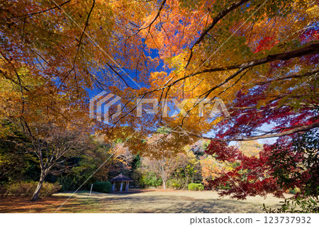 Autumn leaves at Chigasaki Park in Kohoku New Town Autumn leaves at Chigasaki Park in Kohoku New Town 123737932