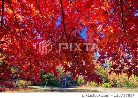 港北新城茅崎公園的紅葉 123737934