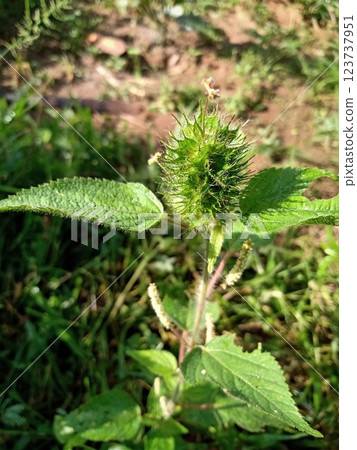 Closeup of Acalypha alopecuroides Closeup of Acalypha alopecuroides 123737951