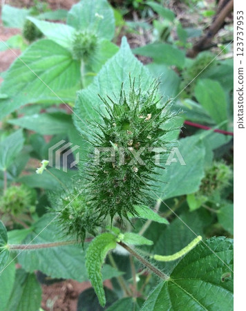 Plant commonly known as foxtail copperleaf Plant commonly known as foxtail copperleaf 123737953
