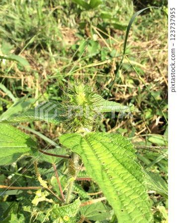 Acalypha wild herb Acalypha wild herb 123737955