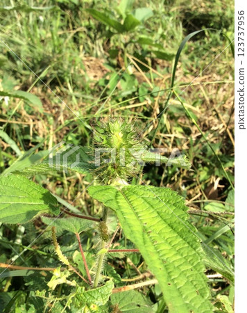 Plant of the Euphorbiaceae family Plant of the Euphorbiaceae family 123737956