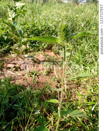 Spectacular tropical plant of the fields: Acalypha Spectacular tropical plant of the fields: Acalypha 123737957