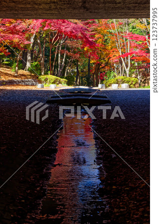 Picture frame autumn leaves of Yokohama, Kohoku new town 123737995