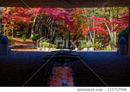 畫框秋葉，港北新城 123737996