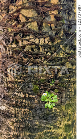 Close up of tree trunk with small green plant Close up of tree trunk with small green plant 123737997