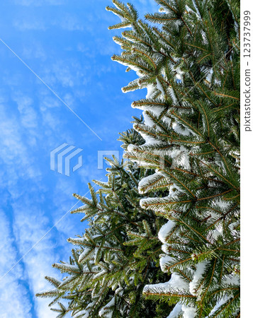 Evergreen tree branches with a light layer of snow stand under a bright blue sky 123737999