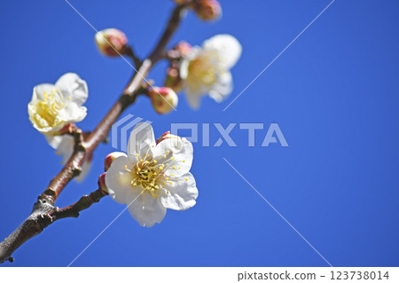 Plum blossom  123738014