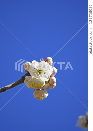 Plum blossom Plum blossom 123738023
