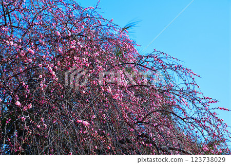 The arrival of early spring: Weeping plum blossoms in full bloom, Fukaya City The arrival of early spring: Weeping plum blossoms in full bloom, Fukaya City 123738029