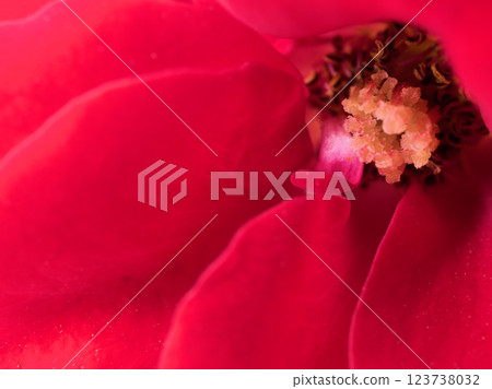 The red rose "Europiana" bloomed in September The red rose "Europiana" bloomed in September 123738032