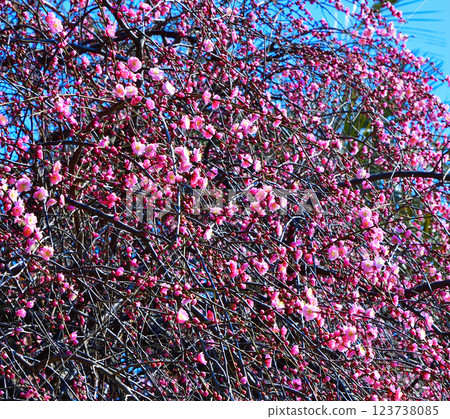 The arrival of early spring: Weeping plum blossoms in full bloom, Fukaya City The arrival of early spring: Weeping plum blossoms in full bloom, Fukaya City 123738085