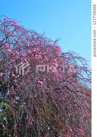 The arrival of early spring: Weeping plum blossoms in full bloom, Fukaya City The arrival of early spring: Weeping plum blossoms in full bloom, Fukaya City 123738088