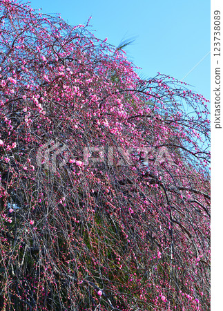The arrival of early spring: Weeping plum blossoms in full bloom, Fukaya City The arrival of early spring: Weeping plum blossoms in full bloom, Fukaya City 123738089