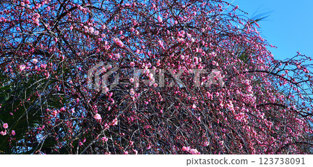 The arrival of early spring: Weeping plum blossoms in full bloom, Fukaya City 123738091