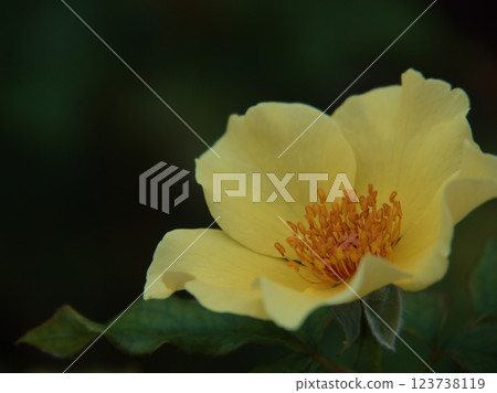 Yellow rose "Kinrenpo" bloomed in September 123738119