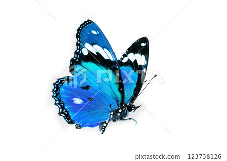Beautiful blue butterfly flying isolated on white background. for graphics or advertising design. Beautiful blue butterfly flying isolated on white background. for graphics or advertising design. 123738126