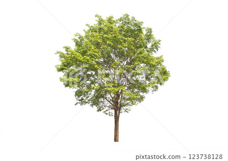 Isolated trees on white background. high qaulity tree on white background, full frame camera shoot for high resolution picture for both printing and web pages. 123738128
