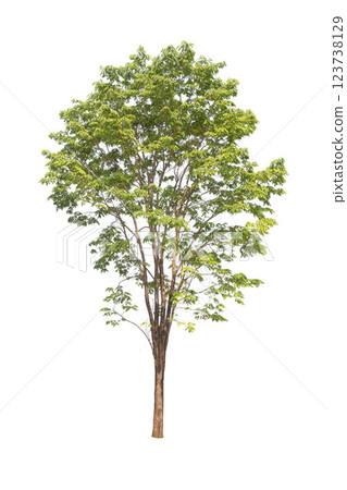 Isolated trees on white background. high qaulity tree on white background, full frame camera shoot for high resolution picture for both printing and web pages. 123738129