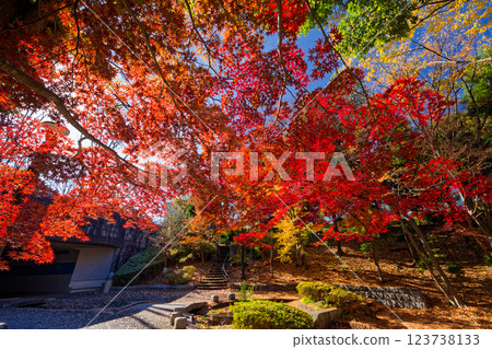 港北新城笹文年路的紅葉 港北新城笹文年路的紅葉 123738133