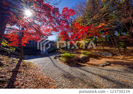 港北新城笹文年路的紅葉 港北新城笹文年路的紅葉 123738134